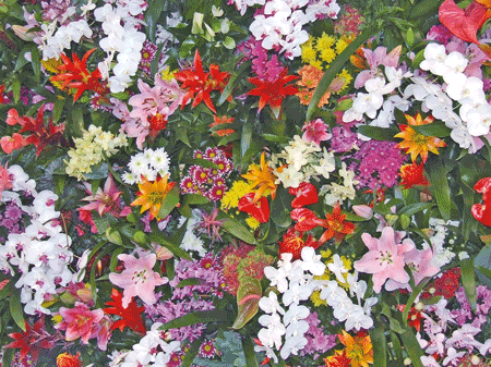 fiori-ein