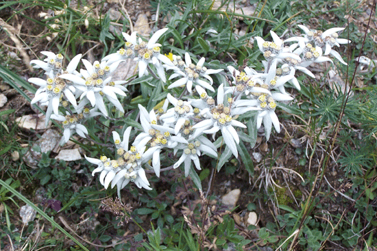 floralpe02