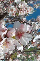 mandorli_fiore