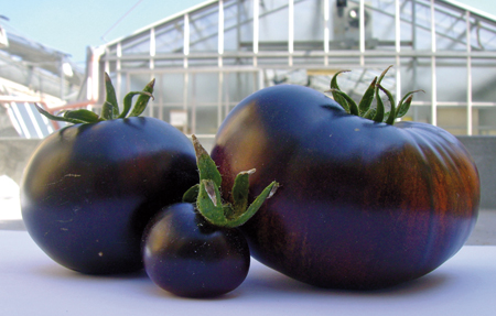 pomodoro-nero