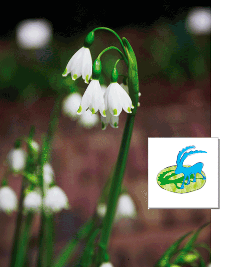 zodiaco_galanthus_capricorno