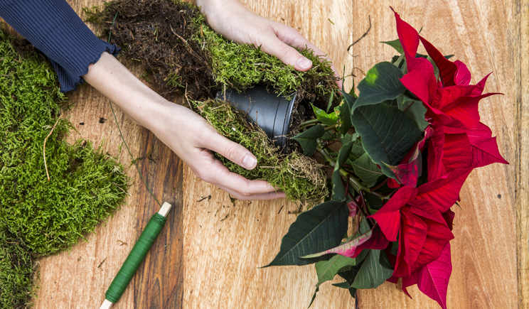 02 deco vaso rosso chich stelle di natale poinsettia stella foto copyright Stars for Europe