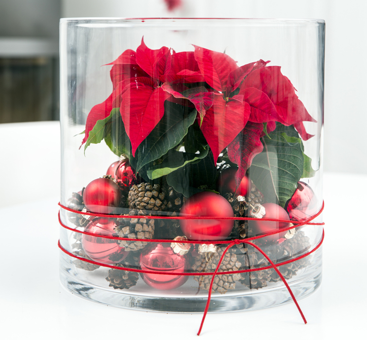 06 deco vaso rosso chich stelle di natale poinsettia stella foto copyright Stars for Europe