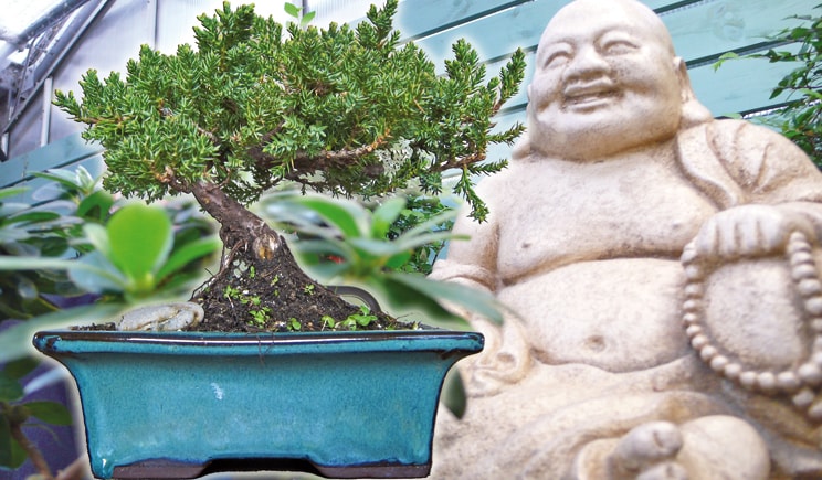 anny bonsai buddha san valentino min