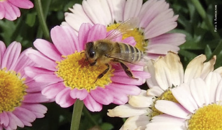 ape api fiori grande foto copyright il floricultore min
