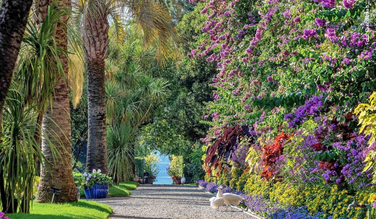 grandi giardini italiani Giardini delle Isole Borromee Isola Madre Viale delle Palme foto di Dario Fusaro min