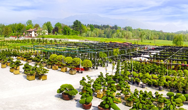 nippon bonsai panoramicanew min