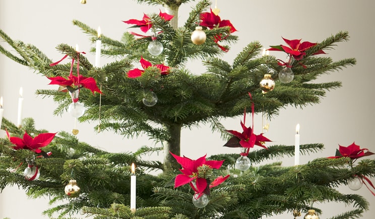 Stella Di Natale Stilizzata.Idee Inedite Per L Albero Di Stelle Ilfloricultore