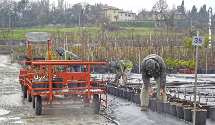vivai foto nunziata il floricultore addetti min