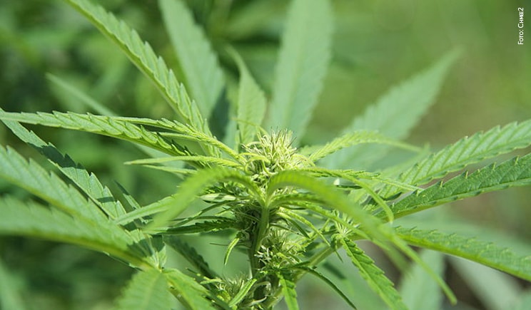 Cannabis sativa foto copyright Chmee2 min