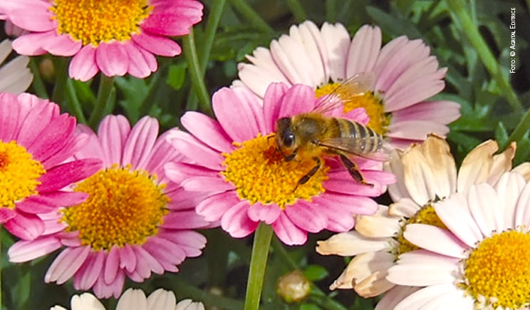 ape fiori foto copyright Agrital Editrice E Nunziata min