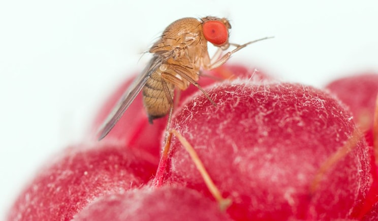 fondazione mach drosophila Suzukii min