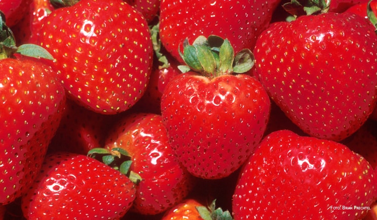 fragole foto Brian Prechtel min
