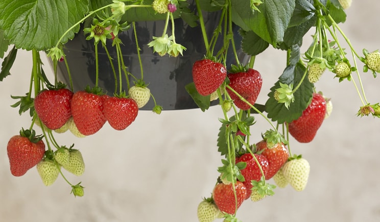 fragole min