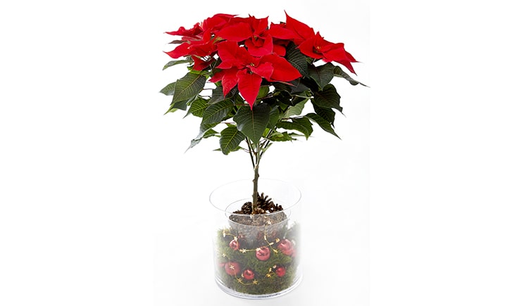poinsettia stelle natale 01 2018 Topiary Foto copyright stars for europe min min min