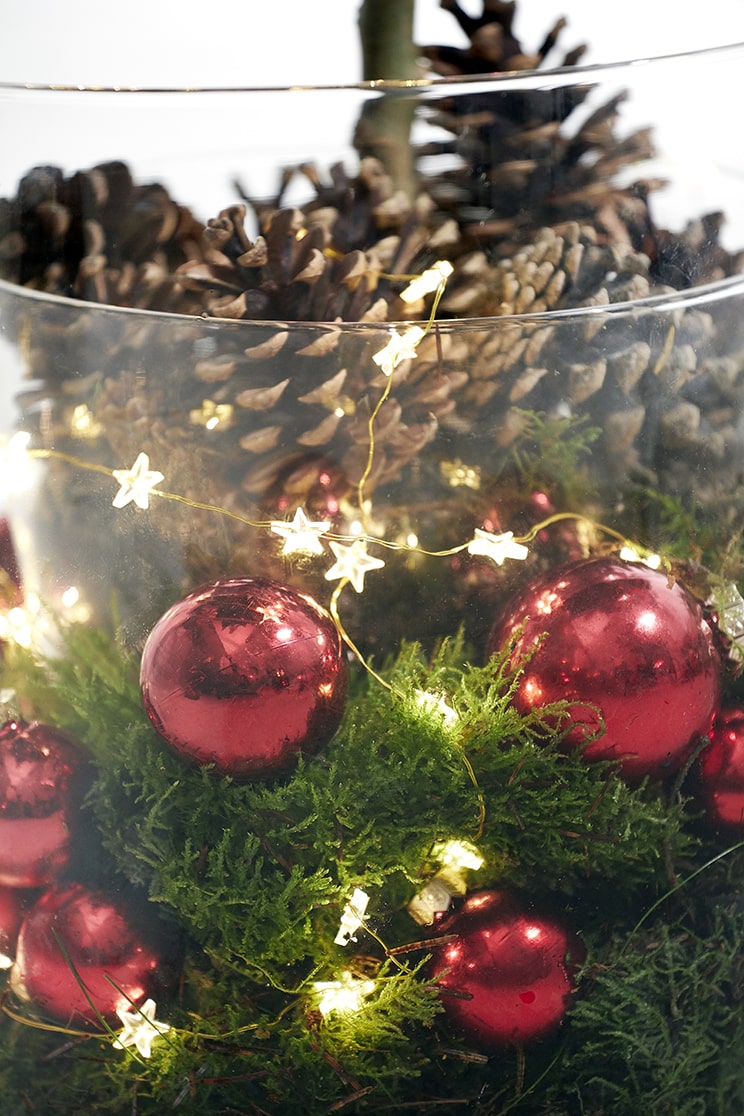 poinsettia stelle natale 03 2018 Topiary Foto copyright stars for europe min min min