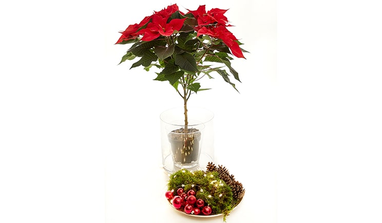 poinsettia stelle natale 04 2018 Topiary Foto copyright stars for europe min min min