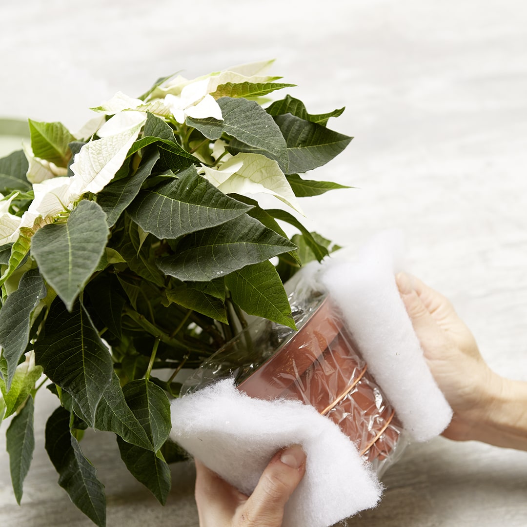 poinsettia stelle natale 04 2018 poinsettia 0240 DIY Frozen Bowl Foto copyright stars for europe min min