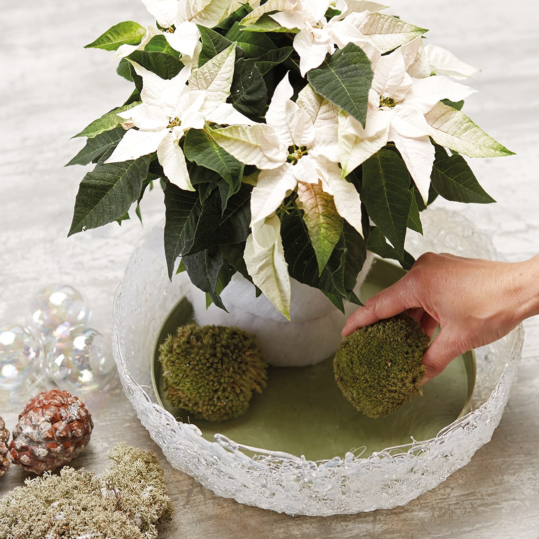 poinsettia stelle natale 05 2018 poinsettia 0240 DIY Frozen Bowl Foto copyright stars for europe min min