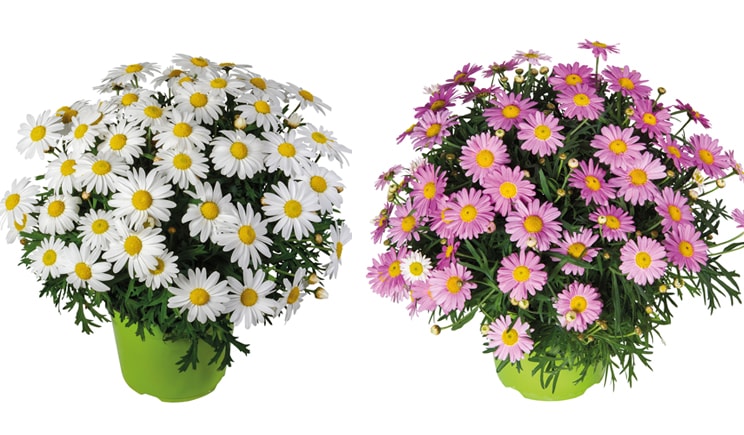 porte aperte 2018 LAZZERI Argyranthemum Bellavita min