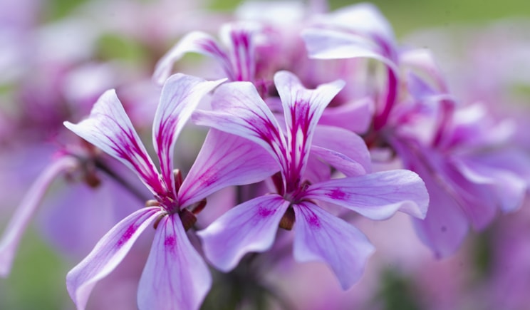 porte aperte 2018 LAZZERI pelargonium gran lazzeri min