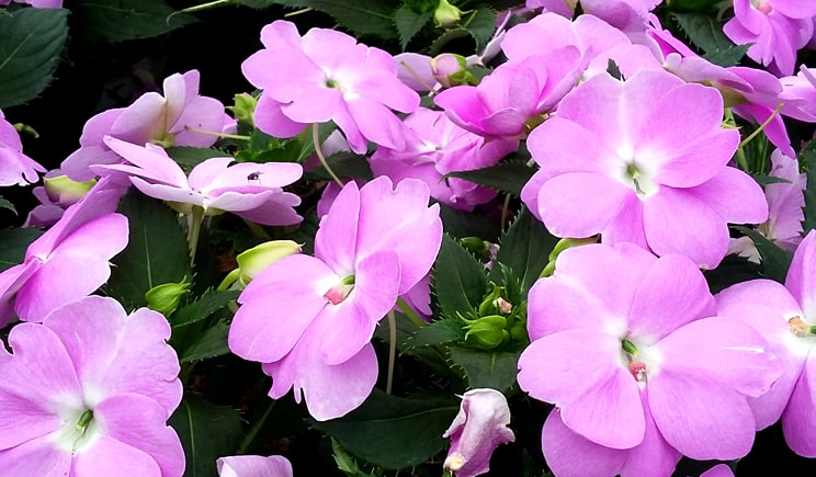 porte aperte 2018 PLANTA Sunpatiens Orchid min