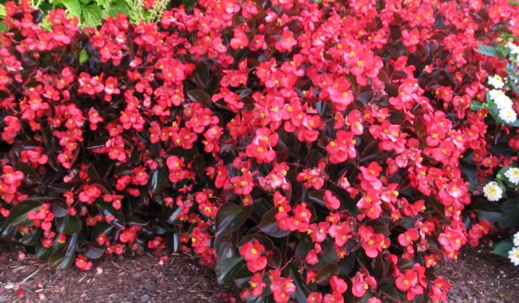 porte aperte 2018 PLANTA begonia big min