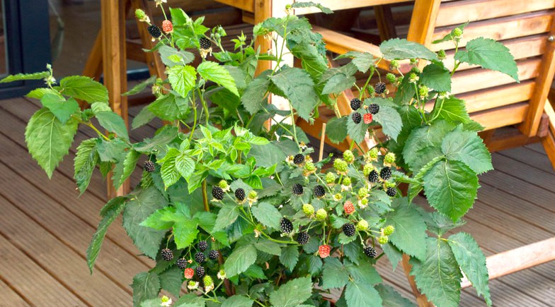 porte aperte 2018 PLANTA piccoli frutti min