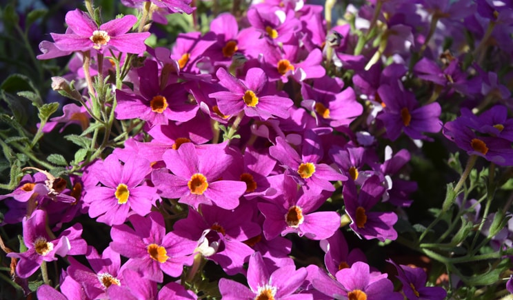 porte aperte 2018 PSENNER Jamesbrittenia Jammin Purple min