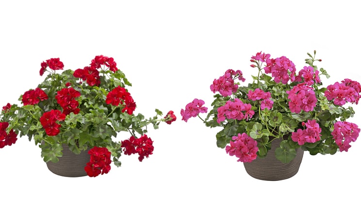 porte aperte 2018 PSENNER pelargonium TOP Allegria Velvet Red e TOP Allegria Rosa min