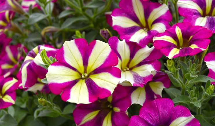 porte aperte 2018 PSENNER petunia PW Purple Cream min
