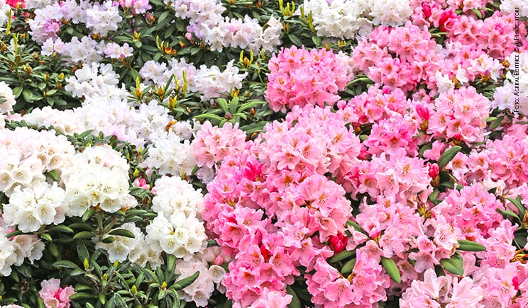 rhododendron foto copyright agrital editrice min