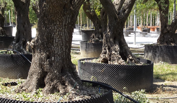 vivai alberi olivo foto copyright Il Floricultore min