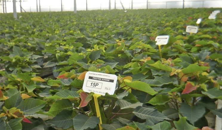 fibra di legno poinsettie min