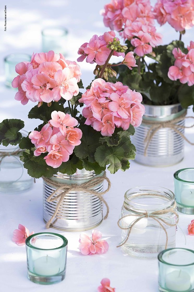 geranio party latta estate 2019 foto copyright Pelargonium for Europe min