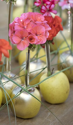 geranio party mele estate particolare 2019 foto copyright Pelargonium for Europe min