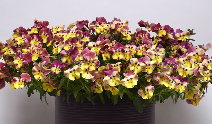 panamerican seed ipm 2019 pansy cool wave c3007 product fs 744 min