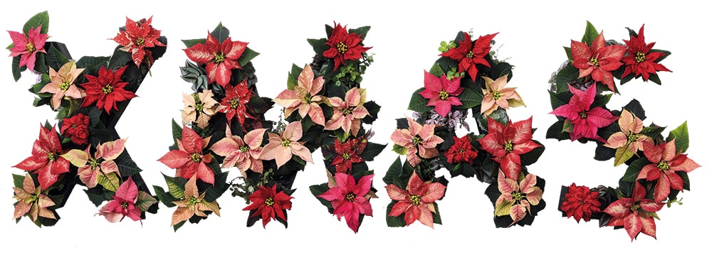 CLICCA PER INGRANDIRE / CLICK TO ENLARGE poinsettia décor christmas letters Stelle di Natale 01 2019 foto copyright Stars for Europe min