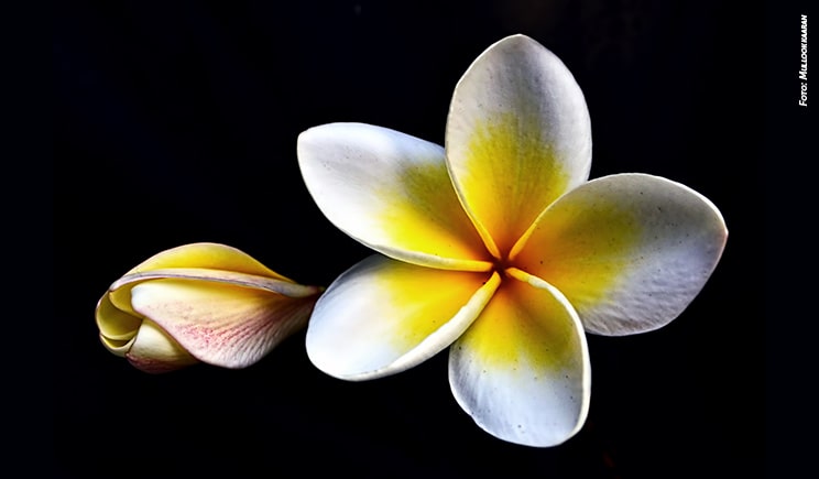 rtf Plumeria foto copyright Mullookkaaran min