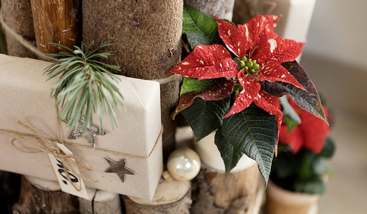 stelle di natale 2019 decorazioni albero calendario avvento 03 decor 2019 poinsettia DIY wooden advent calendar Stars for Europe min