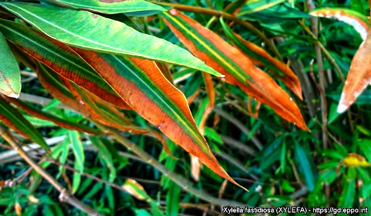 xylella oleandro foto copyright Eppo min