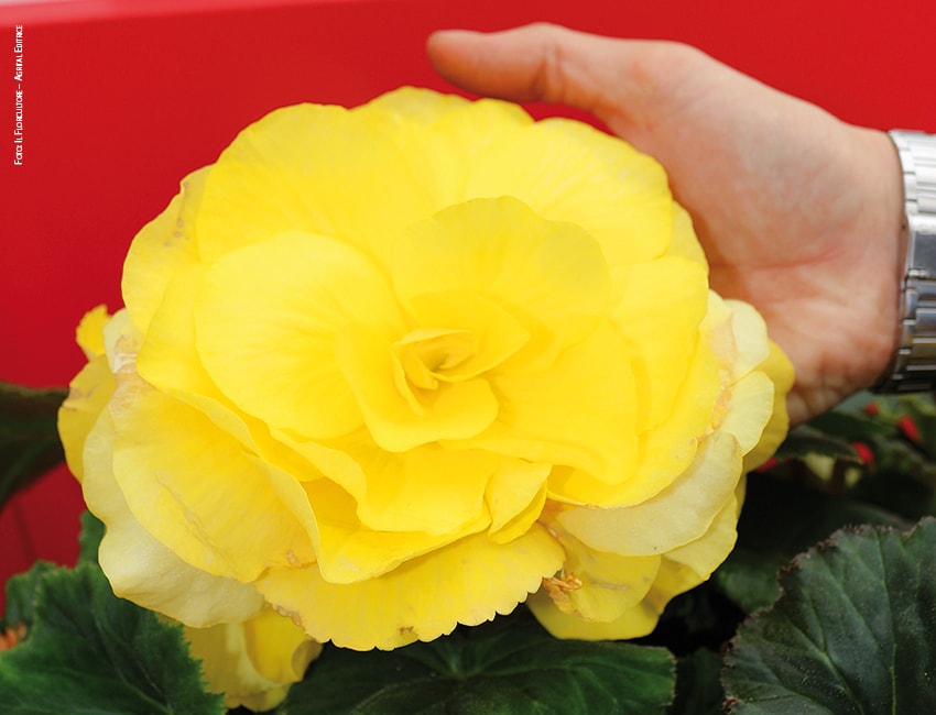 FlowerTrials 2019 04 Begonia AmeryHybrid Ruffled PanAmerican Seed Foto copyright Il Floricultore Agrital Editrice min