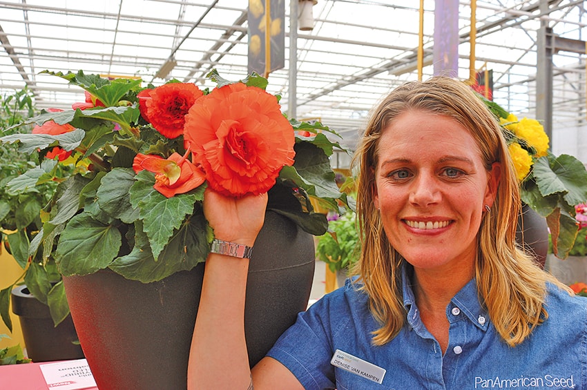 FlowerTrials 2019 04bis Begonia AmeryHybrid Ruffled PanAmerican Seed Foto copyright Il Floricultore Agrital Editrice min