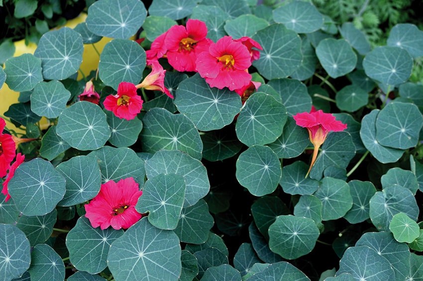 FlowerTrials 2019 10 Nasturzio Tropaeolum Baby rose Sahin min