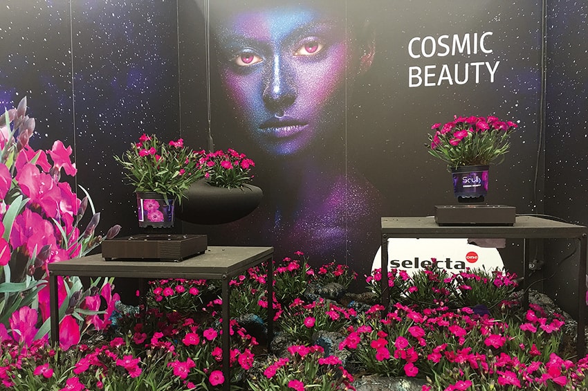 FlowerTrials 2019 12 Dianthus Scully Selecta one min