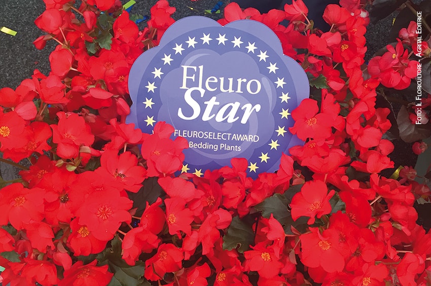 FlowerTrials2019 02 begonia dreams garden MacaRouge Beekenkamp Plants fleurostar IMG E3972 foto copyright Il Floricultore min