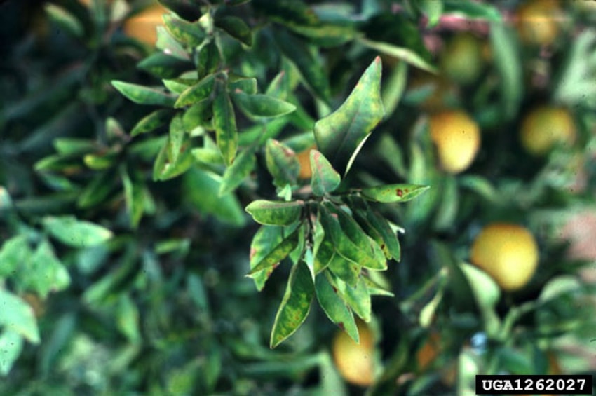 Xylella fastidiosa foto Alexander Purcell University of California Bugwood.org min