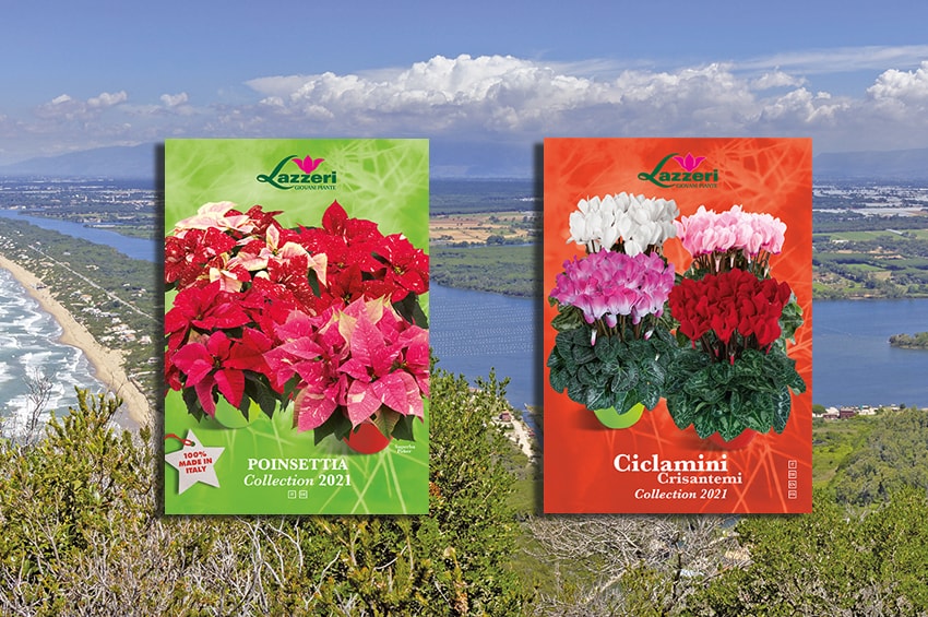 ap lazzeri cataloghi poinsettia ciclamino crisantemi 2021 cover min