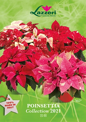 ap lazzeri catalogo poinsettia 2021 min