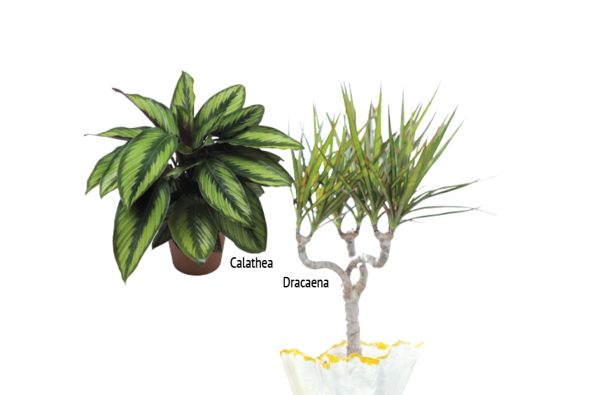 calathea dracaena min